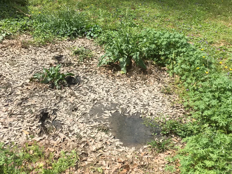 Saturated drain field with surfacing effluent visible in yard